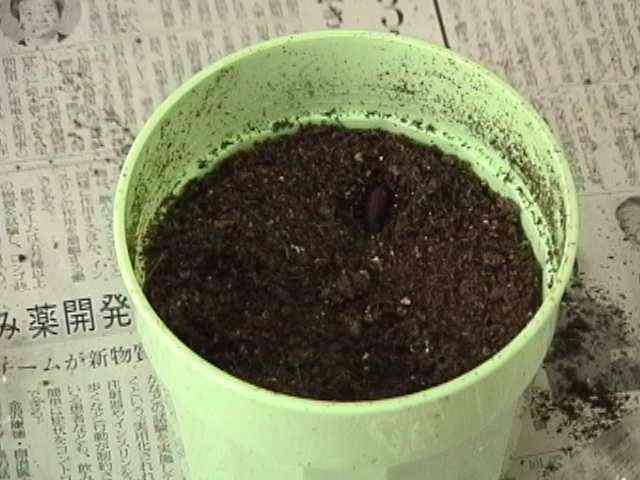 ܂肪oȂ