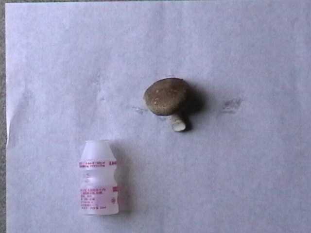 椎茸